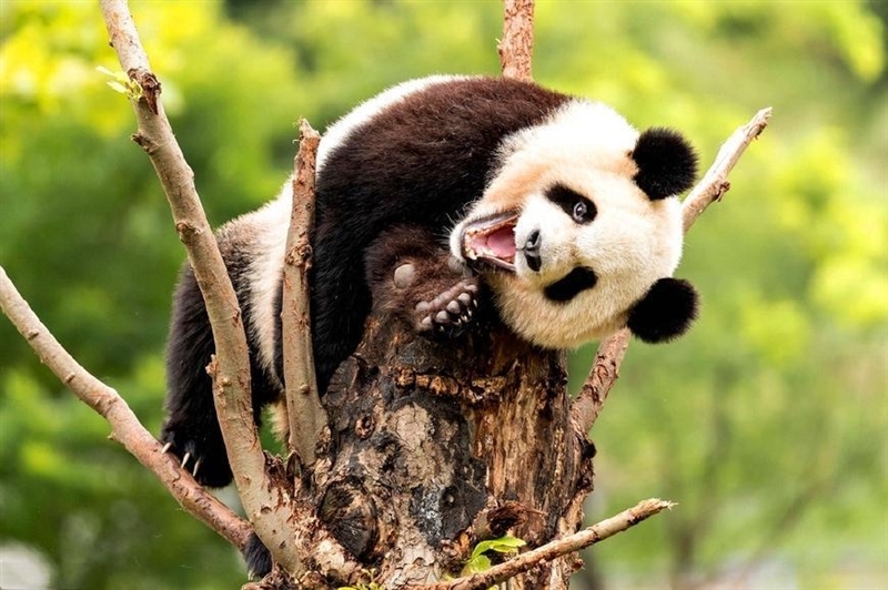 唯一全国产算力平台训练的深度推理大模型！讯飞星火X1实测：参数“瘦身” 性能“增肌”